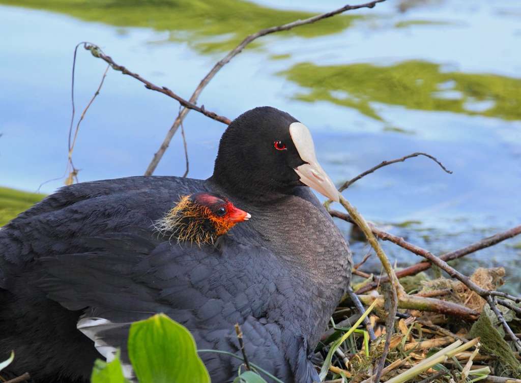 Черная птица с белым клювом