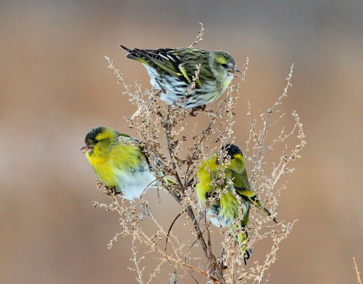 Птица чиж: содержание певчей птицы в неволе