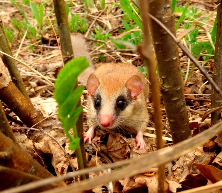 Лесная соня