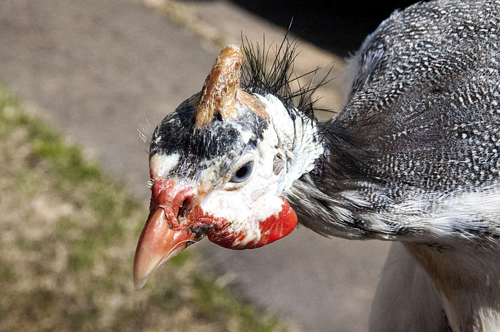 Цесарка заболела