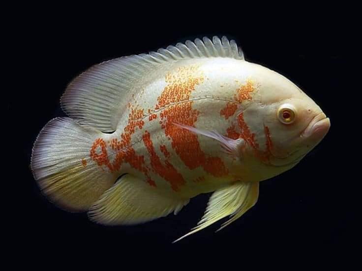 Совместимость астронотусов с другими рыбами: рекомендации