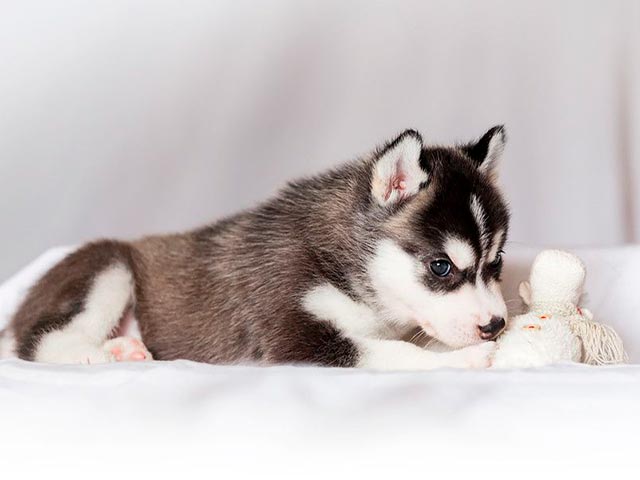 Личное место для щенка хаски Фото