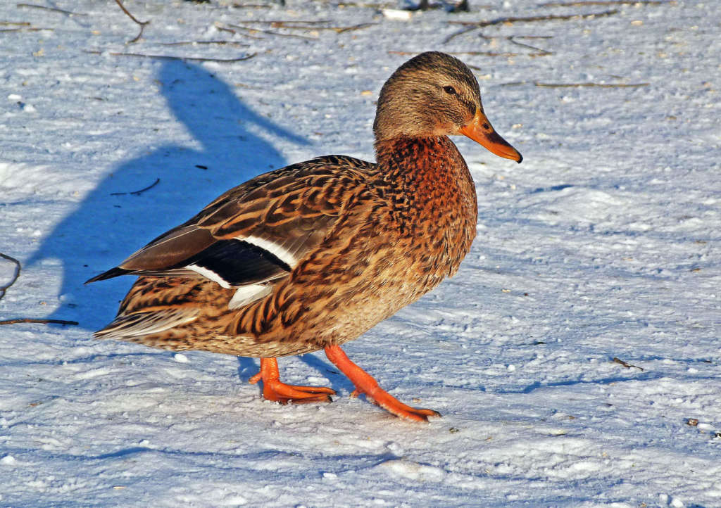 Утка зимой