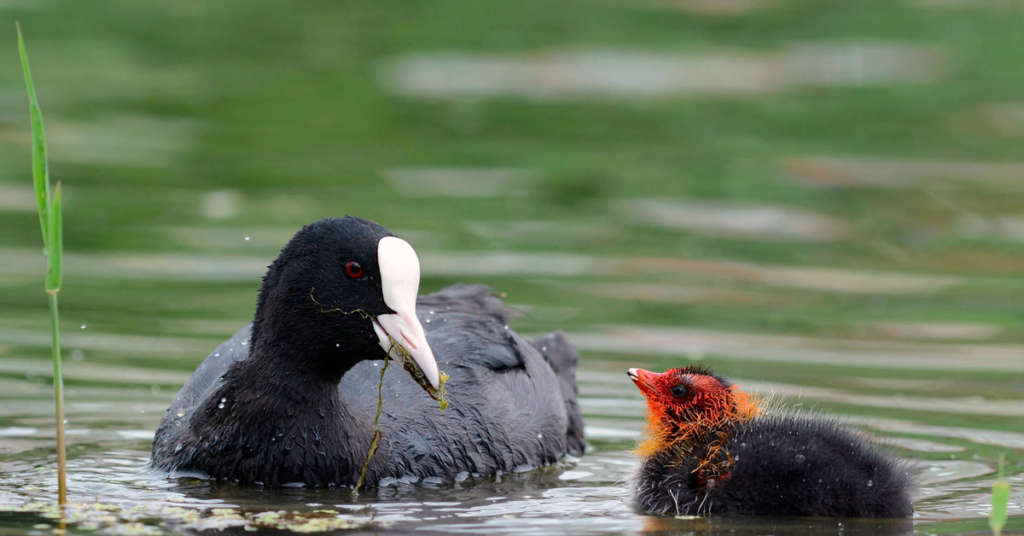Черная утка с белым клювом