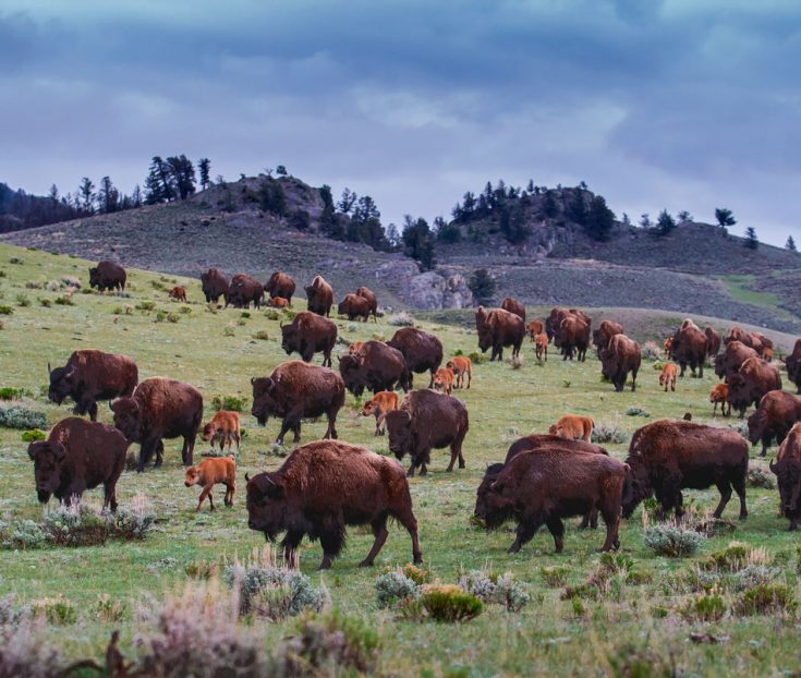 Бизон животное