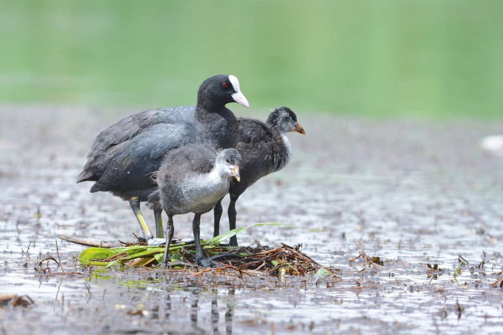 Белоклювый