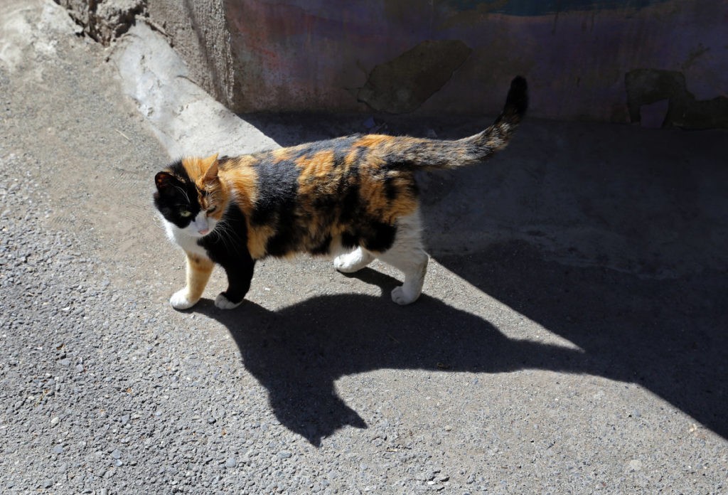 Трехцветный кот на улице