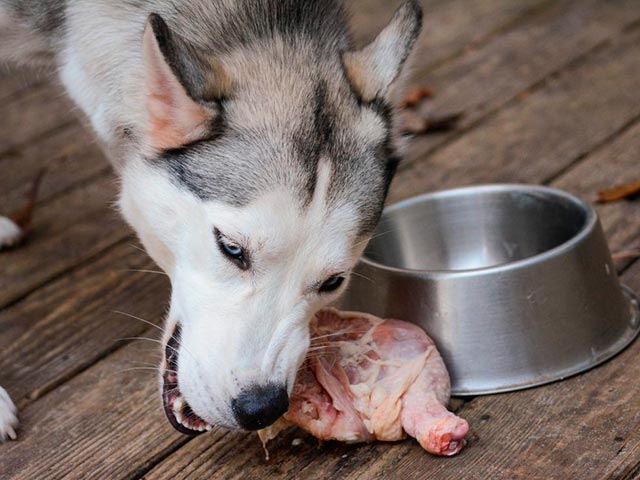 Взрослый хаски ест сырое мясо, фото