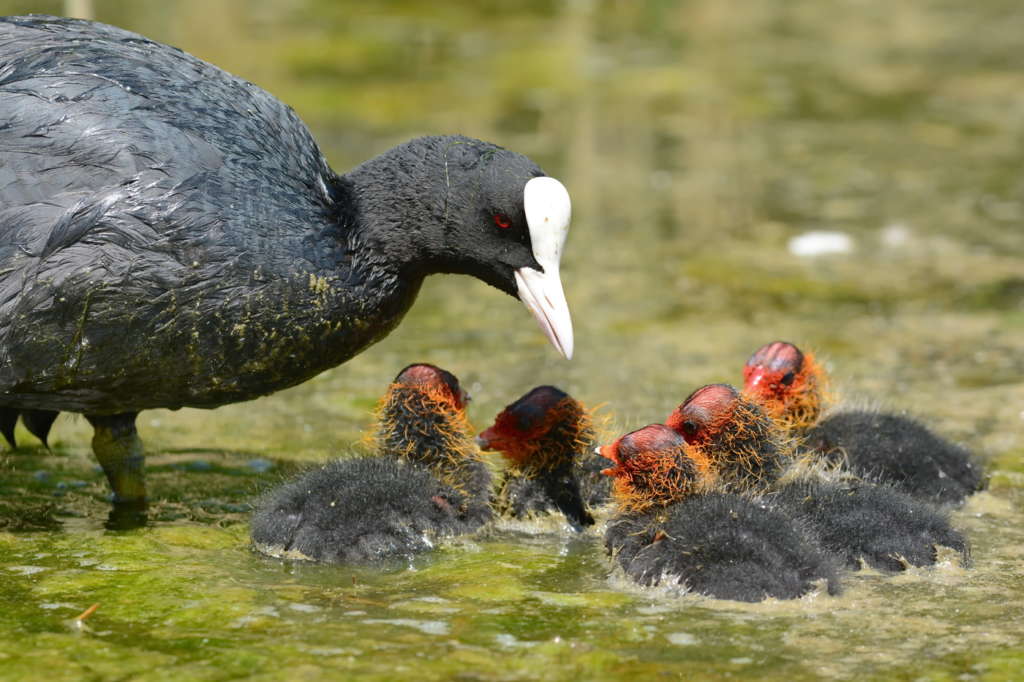 Лысуха и утята