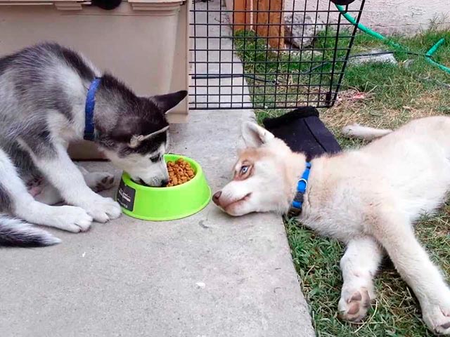 Хаски едят сухой корм из миски Фото