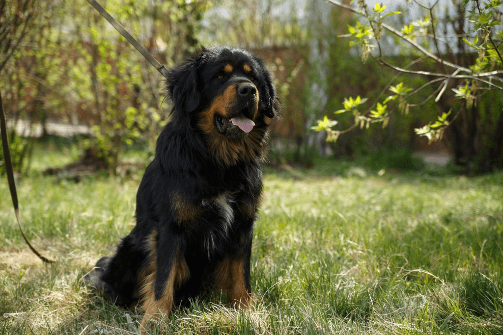 Бурятский монгольский влчак - внешний вид