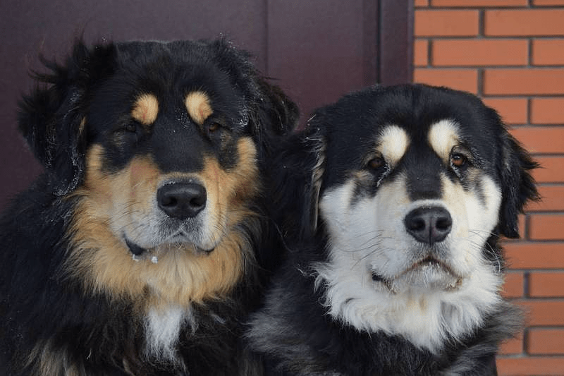 Монгольский банхар - цвета