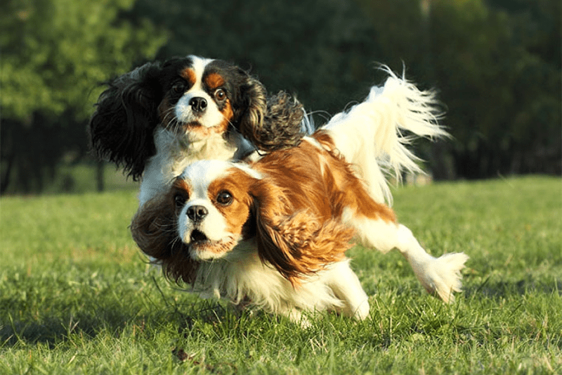 Cavalier King Charles Spaniel - karakter