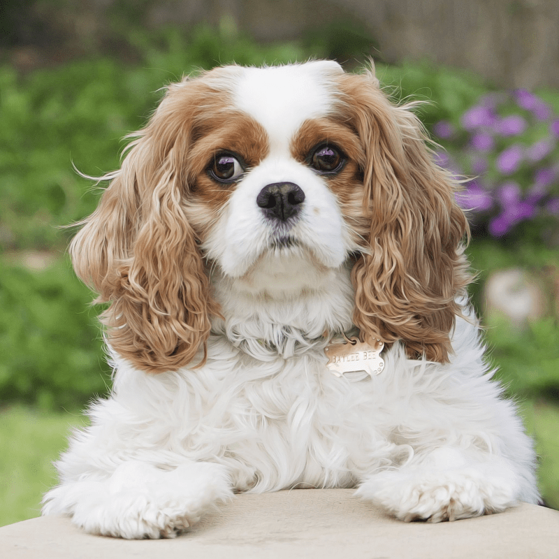 Cavalier King Charles Spaniel - Utseende