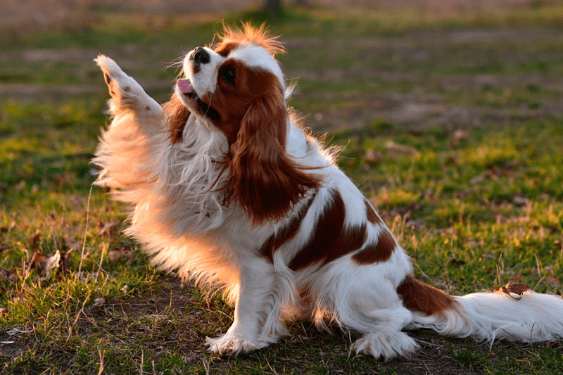 Cavalier King Charles Spaniel - trening