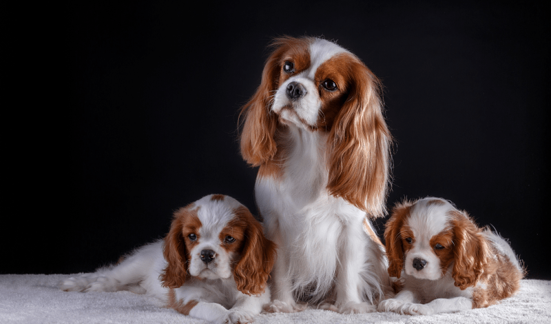 Cavalier King Charles Spaniel Valpevalg