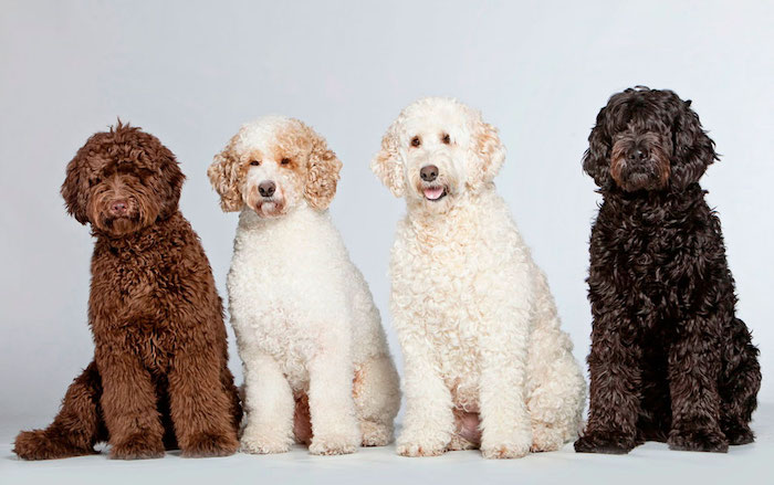 Лабрадудель (лабрадудль, лабропудель) — фото, описание и характер собаки, правила ухода и содержания
