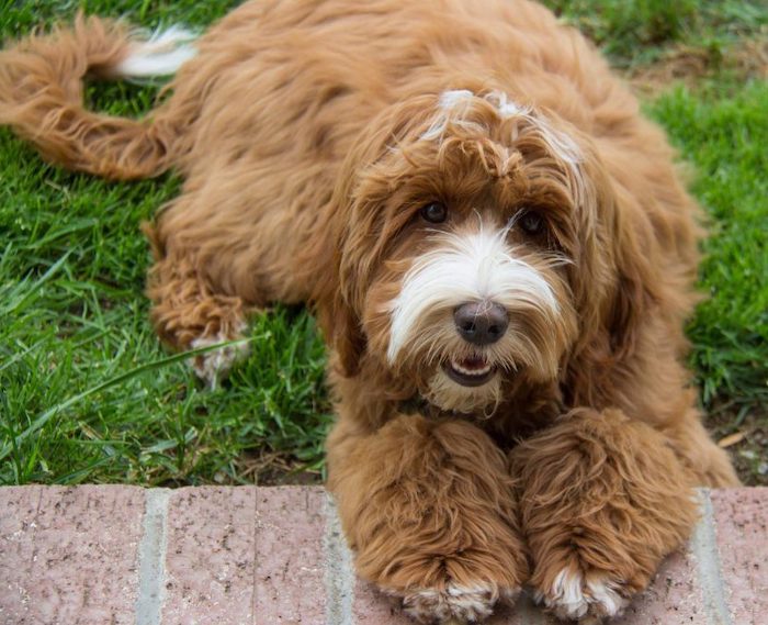 Лабрадудель (лабрадудль, лабропудель) — фото, описание и характер собаки, правила ухода и содержания