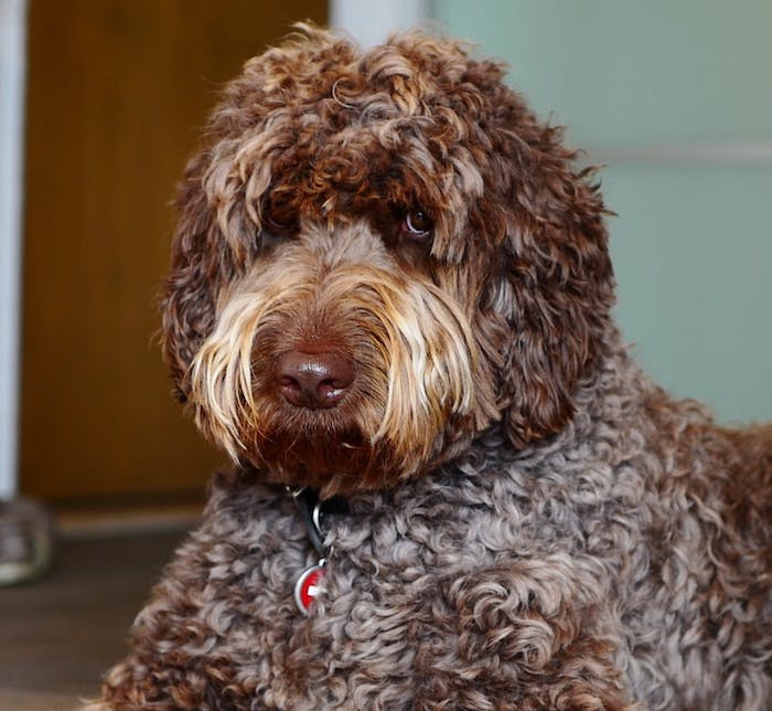 Лабрадудель (лабрадудль, лабропудель) — фото, описание и характер собаки, правила ухода и содержания
