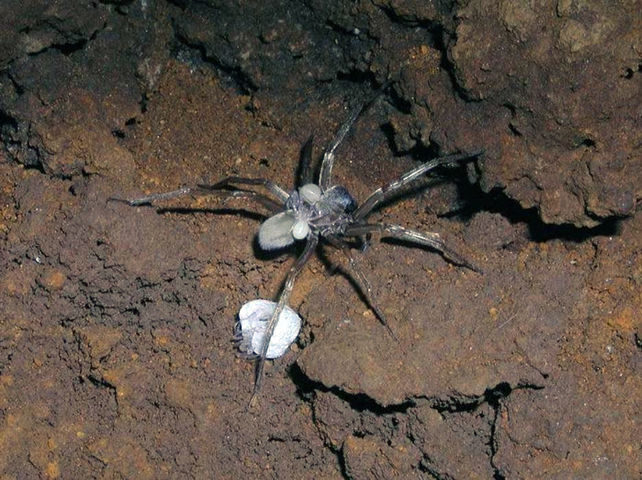 Пещерный гавайский паук-волк