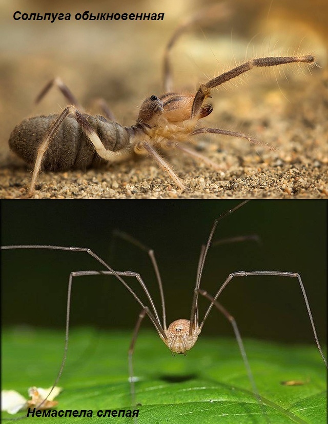 Сольпуга обыкновенная и Немаспела слепая