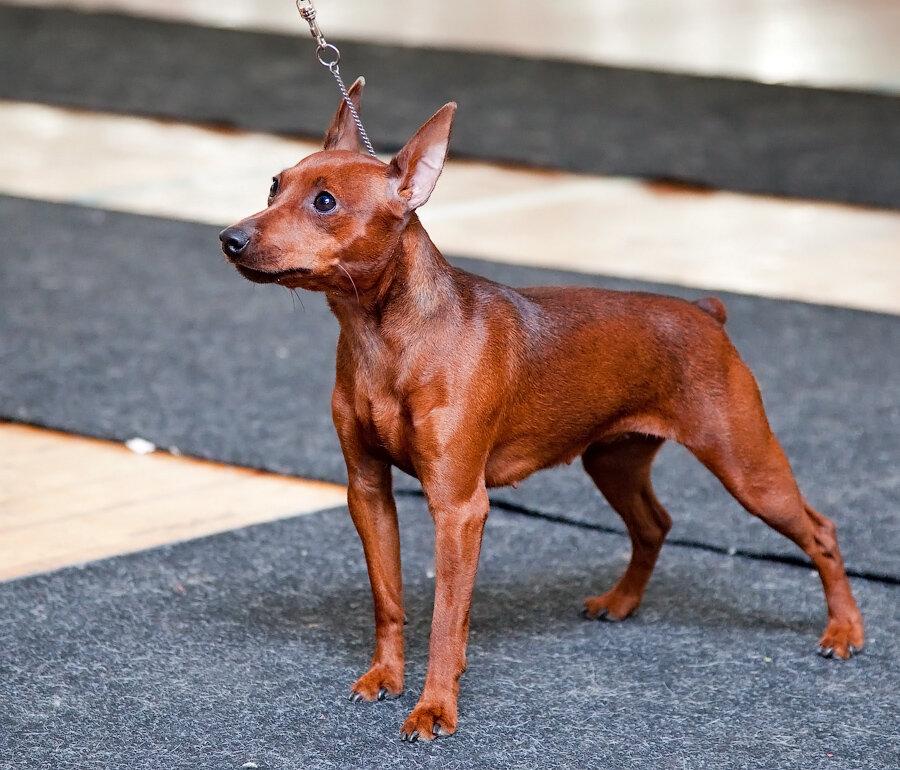 Цвергпинчер мини доберман - прогулка