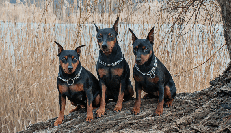Цвергпинчер мини доберманы