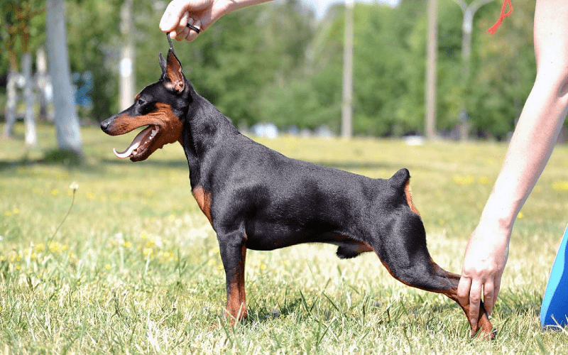 Цвергпинчер мини доберман – внешний вид