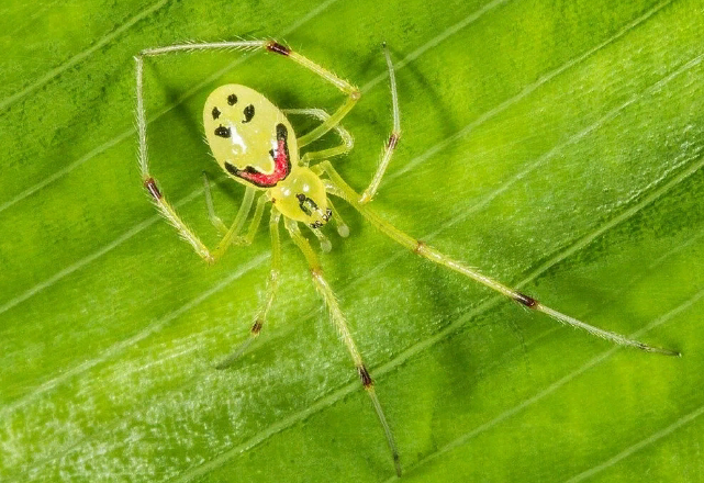 Теридион гралатор