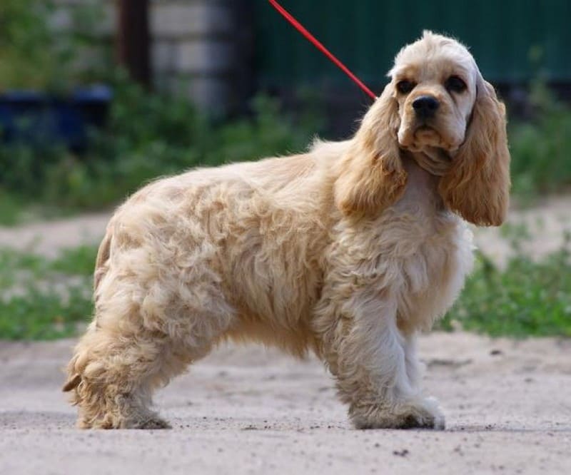 Сколько живут спаниели