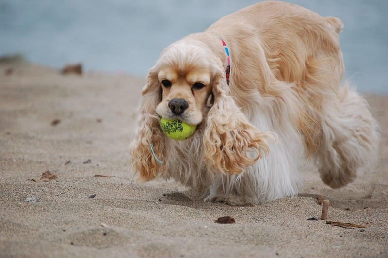 Сколько живут спаниели