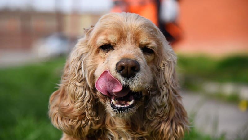 Сколько живут спаниели