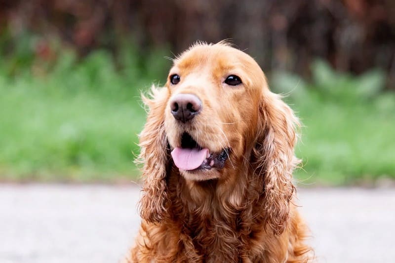 Сколько живут спаниели