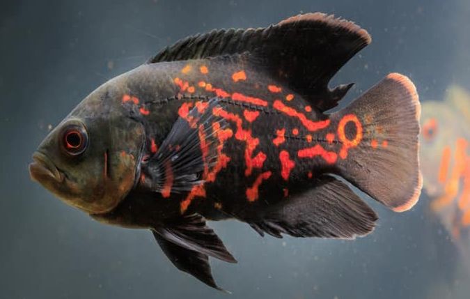 Совместимость астронотусов с другими рыбами: рекомендации