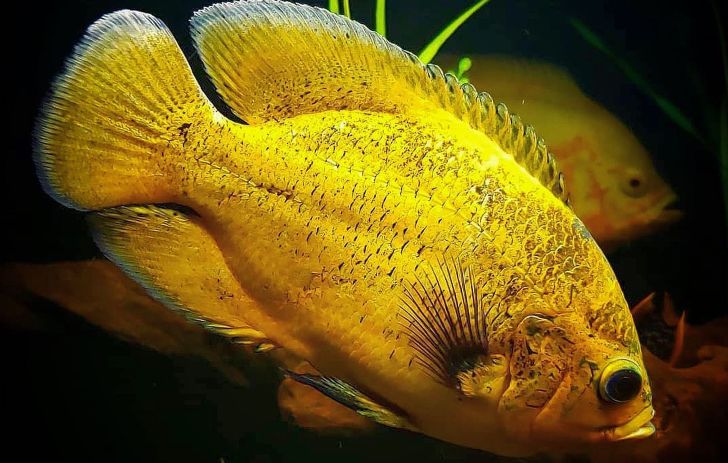 Совместимость астронотусов с другими рыбами: рекомендации