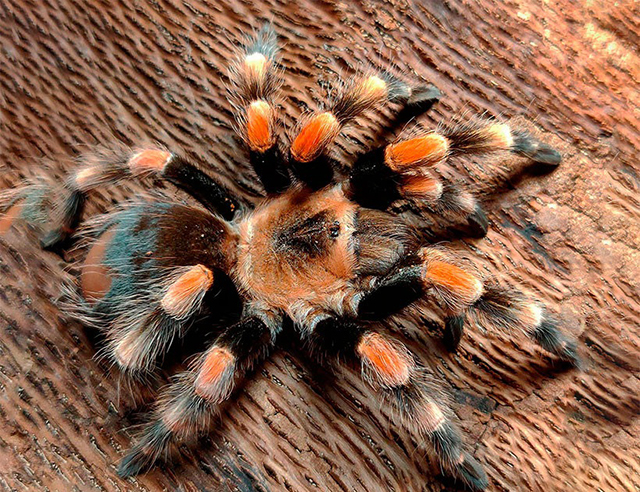 Брахипельма баумгартени