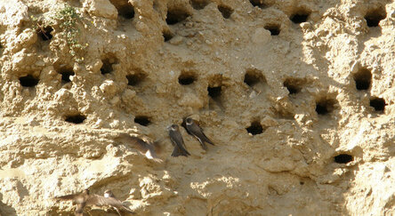 ласточкино гнездо