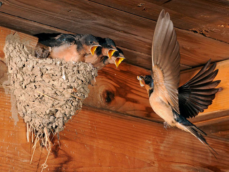 Разведение ласточек