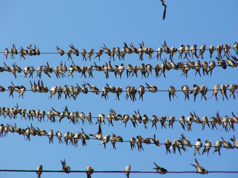 заглатывает птичью жизнь