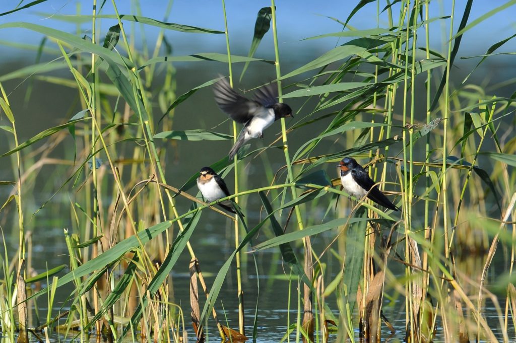 среда обитания ласточки