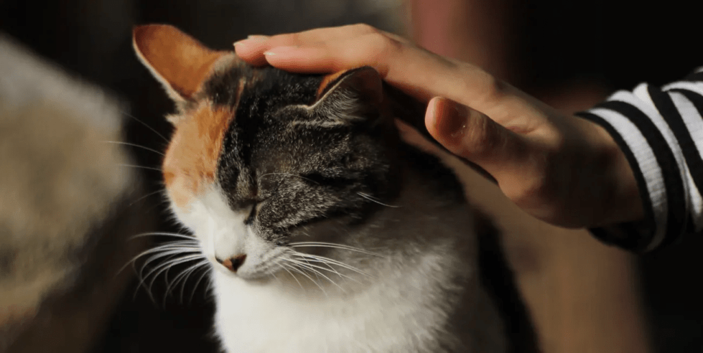 гладить кошку