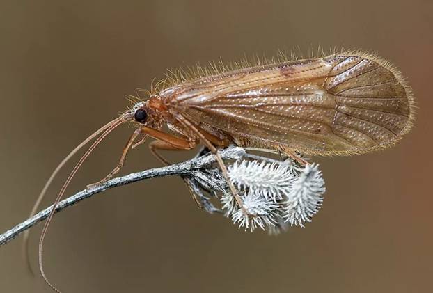 Личинка ручейника для рыбалки: где найти и как добыть