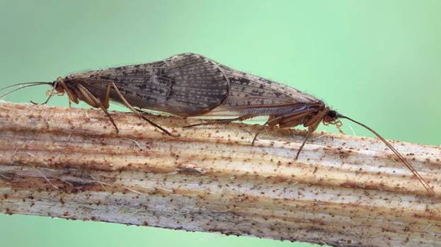 Личинка ручейника для рыбалки: где найти и как добыть