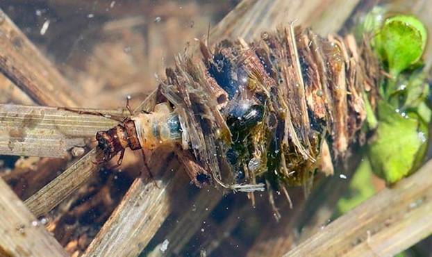 Личинка ручейника для рыбалки: где найти и как добыть