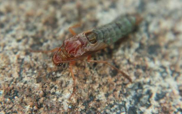 Личинка ручейника для рыбалки: где найти и как добыть