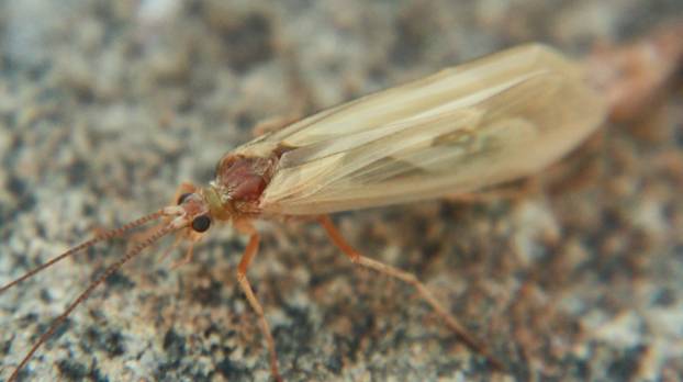 Личинка ручейника для рыбалки: где найти и как добыть