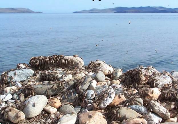 Личинка ручейника для рыбалки: где найти и как добыть