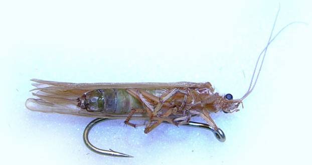 Ловля линя осенью: на поплавочную удочку, фидер и донку