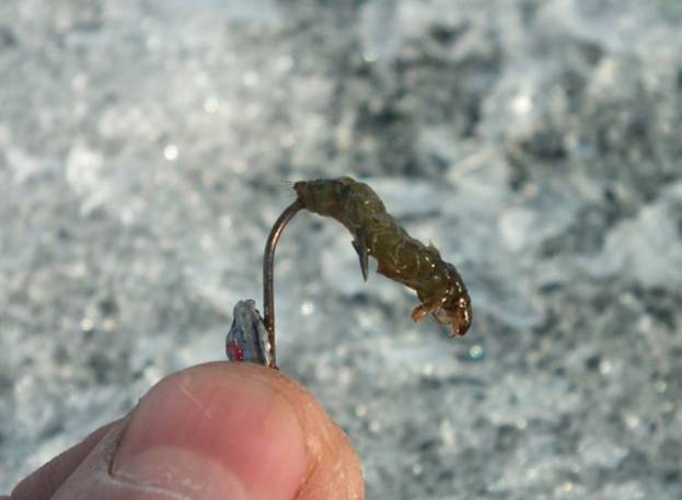 Личинка ручейника для рыбалки: где найти и как добыть