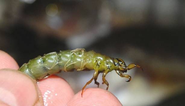 Личинка ручейника для рыбалки: где найти и как добыть